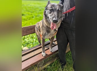 Nelson ein toller Hollandse Herder Mix