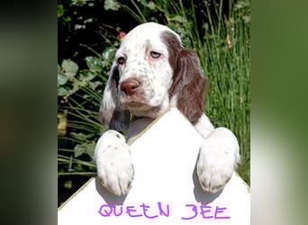 English setter Welpen (3 Rüden, 2 Hündinnen)