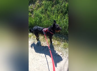 Süsse Phoebe sucht ihr Für-Immer-Zuhause!