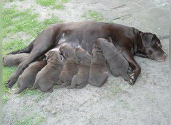 Labrador - Welpen
