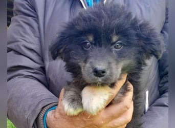 Sina ❤️ junge, aktive Husky-Mix Dame