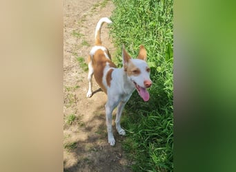Jumanji – neugieriger Podenco mit liebevollem Wesen