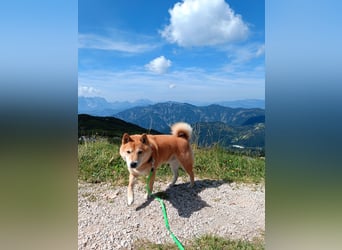 Erstklassige Shiba Inu Zucht in Sachsen