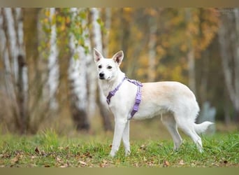 Unsichere Sunny sucht liebevolles Zuhause