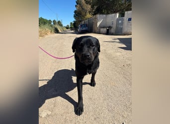 liebe Kenia sucht ihr Zuhause im Glück