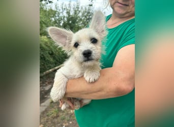 Snoopy, geboren 01.05.2025, 23cm sucht sein Körbchen