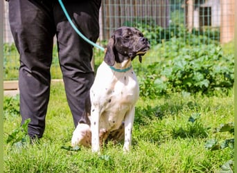Pepa  - Englischer Pointer, lieb und verträglich