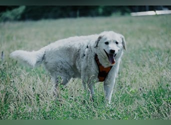 Bailey, unkomplizierter Senior, ca. 9 Jahre *in 13507 Berlin*
