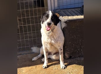 Mila, bereits auf PS in DE, sucht Traumzuhause!