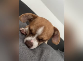 Chihuahua Havaneser Mix Welpen