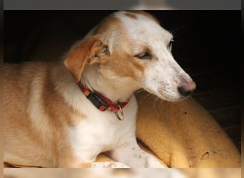 Sophie, unkomplizierte, liebevolle Hündin