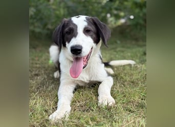 HARRY - Lebhafter Border Collie Mix sucht aktive Familie