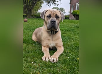 Reinrassige Cane Corso Welpen