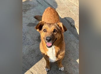 ⭐️MISCHOU⭐️, Hündin, 3,5 Jahre, 30cm, Mischling, Tierschutz