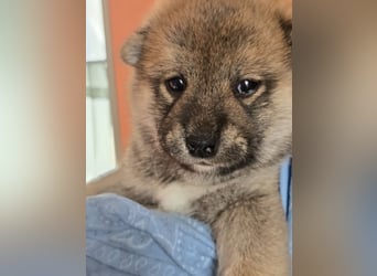 Shiba inu Welpen.   vom Haus Joe   ,Liebhaberzucht