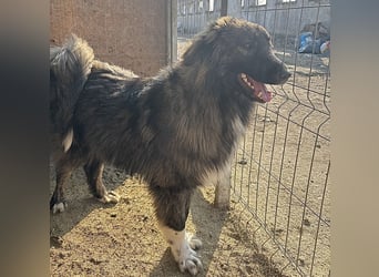 THEO, Rüde, 1,5 Jahre, 45cm, Mischling, Tierschutz