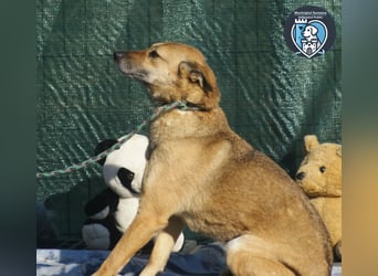 Rocco sucht ein Zuhause