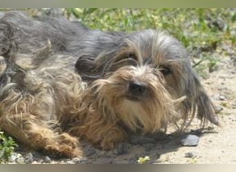 Maia, eine von zwölf zurückgebliebenen Hunden sucht ein neues Zuhause