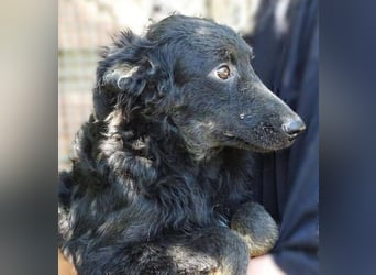 LARA Hundebaby in Lebensgefahr
