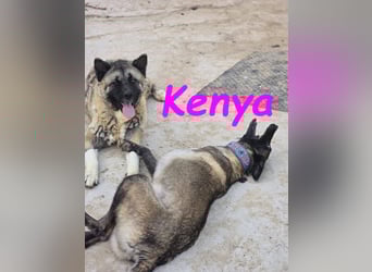 Kenya 10/2024 (ESP) - lebensfrohe und liebevolle, wunderschöne Malinois Junghündin!