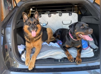 tolle Rottweilerhündin Daisy