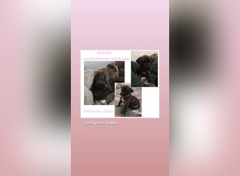 Deutsche Doggen Welpen US Linie Sonderfarben