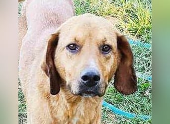 ❤️ wundervoller Familienhund ZUCO - 7 Jahre, 50cm - Mischling
