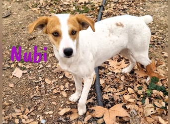 Nubi 06/2024 (ESP) - zauberhafte, verschmuste kleine Bodeguero-Mix Junghündin!