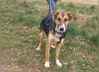 Schäferhund-Collie-Mix Junghündin "Fleur" sucht ein Zuhause