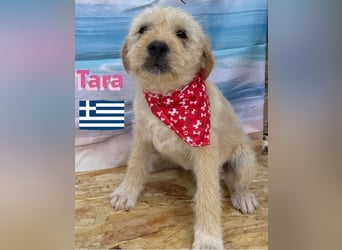 Tara, geb.01/25 - aufgeschlossenes Hundemädchen sucht ihre Familie