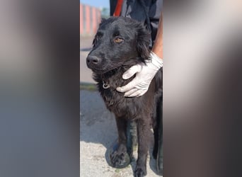 Lieber Kroatischer Schäferhund Mix Fernando sucht seine Menschen