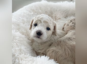 Traumhafte Maltipoo Welpen F1 Malteser Pudel