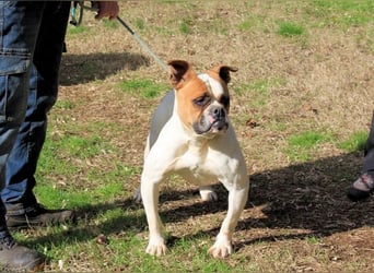 Nereida - Hübsche Bulldoggen-Dame sucht Sportpartner
