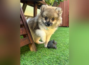 Bonnie SR - Spitz-Prinzessin sucht ihr Für-immer-Zuhause