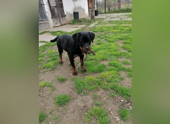 Axel, sucht eine aktive Familie….