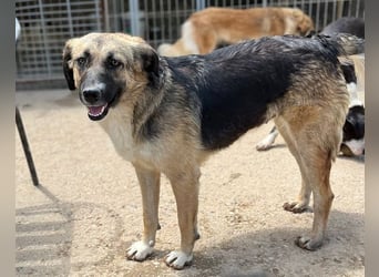 KORA❤️sanfte Seele sucht sehnsüchtig ein liebevolles Zuhause & Geborgenheit