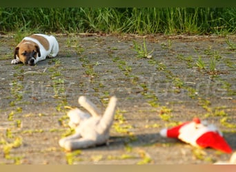 Jack Russell Terrier Welpe (Rüde) abzugeben!