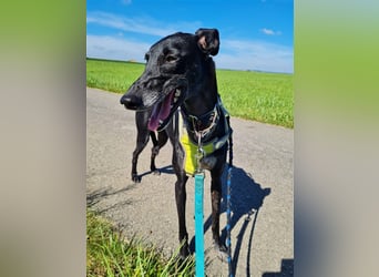 ❤️GRETEL❤️, Galgo Espanol