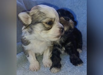 Maltipoo in zauberhaften Farben