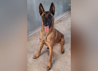 Starky (Spanien) - wunderschöner Malinois sucht aktive Menschen