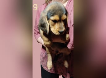 Anhängliche Beagle-Schäferhundmixwelpen suchen ein Super zu Hause