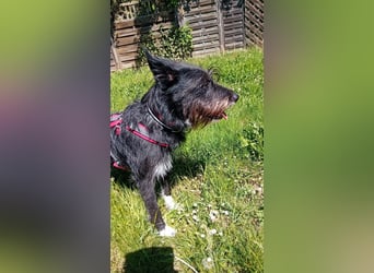 Süsse Phoebe sucht ihr Für-Immer-Zuhause!