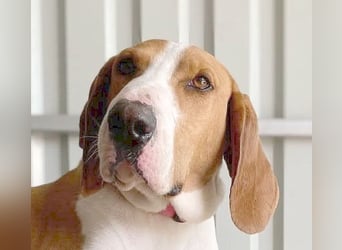 ❤️ superliebe Schmusemaus ABINA - 6 Jahre, 50cm/25kg - Balkan-Bracken-Mix