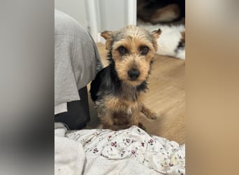 Terry, sucht seine Menschen