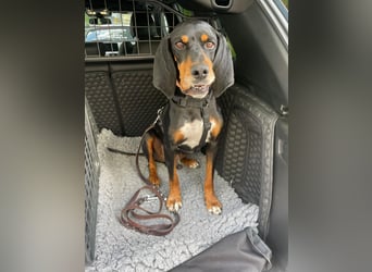 Liebevoller Jack sucht ein Zuhause