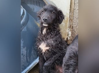 Flynn ❤️ offener, verspielter Welpenjunge