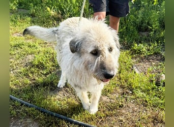 Monty – sanftmütiger, weiser, großer Bub sucht seine Menschen