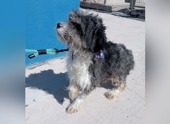 BENJI-sehnt sich nach Fürsorge!