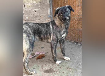 ⭐️ARI⭐️, Rüde, 1 Jahr, 55 cm, Mischling, Tierschutz