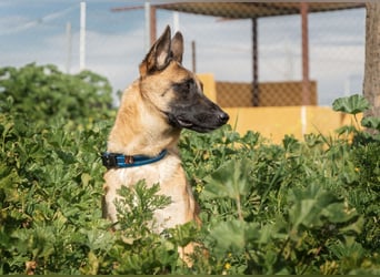 AMILA ❤️ wunderbare Malinois Dame, Pflegefamilie Kempen